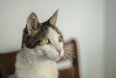 Close-up of cat looking away