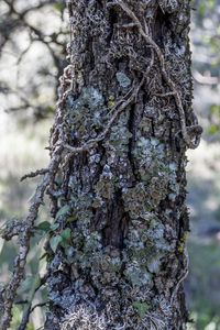 Close-up of lichen on tree trunk in forest