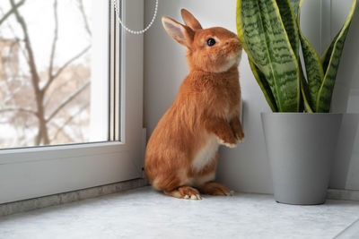 Cute brown red bunny rabbit on window sill indoor. adorable pet standing on two paws smelling  plant