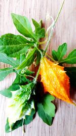 Close-up of orange leaves on table