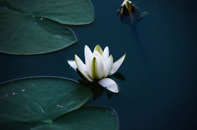 Close-up of lotus water lily in pond