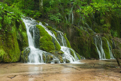 Scenic view of waterfall in forest