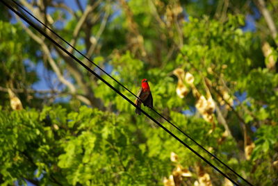 Bird perching on tree trunk