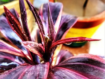 Close-up of flower