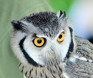 Close-up portrait of owl