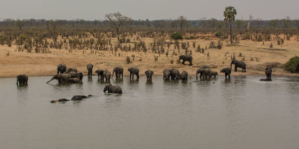 Flock of sheep in a lake