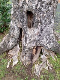 Full frame shot of tree trunk