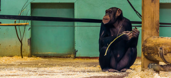 Young woman sitting in zoo