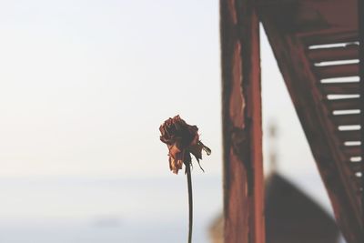 Close-up of wilted flower plant against clear sky