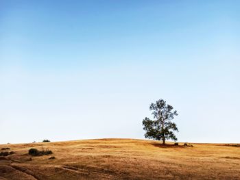 Tree on field against clear sky