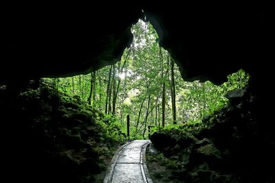 Road amidst trees in tunnel