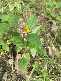 Close-up of insect perching on plant