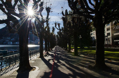 Sun shining through trees in city