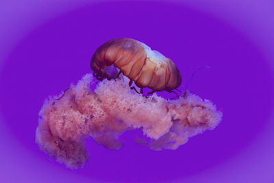 Close-up of jellyfish swimming in sea