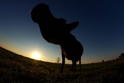 Silhouette horse on field against sky during sunset