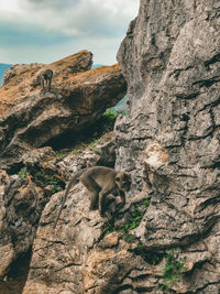 View of animal sitting on rock formation against sky