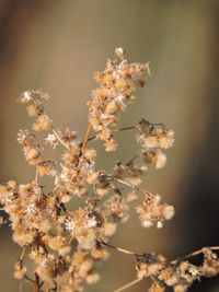 Close-up of flowers growing on tree