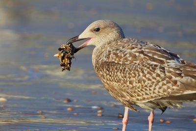 Close-up of seagull with muscles as food