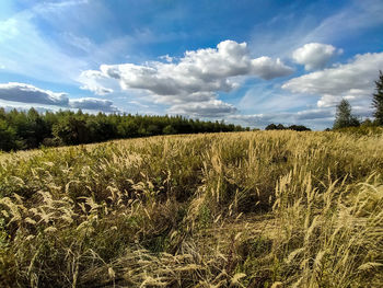 Scenic view of field against sky