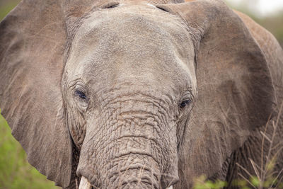 Close up view of elephantin african savannah, madikwe game reserve, south africa