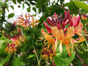 Close-up of flowering plant