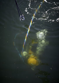 High angle view of fish swimming in sea