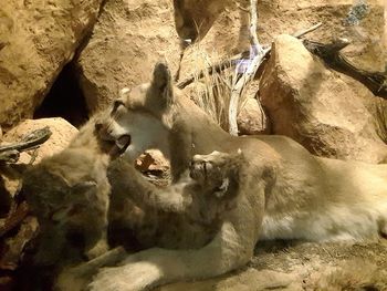 Flock of sheep on rock