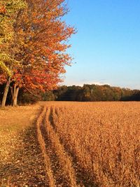 Scenic view of field against clear sky