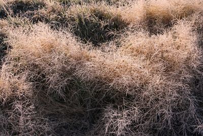 Full frame shot of dry grass on land