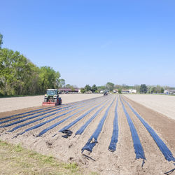 Scenic view of agricultural field against clear sky