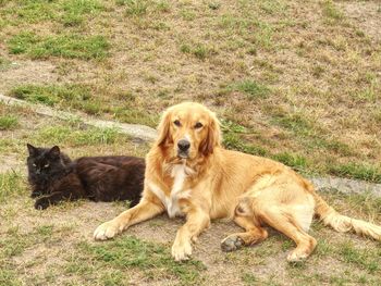 Black cat and golden retriever dog lying on grass in sunny summer day. dog play with cat.