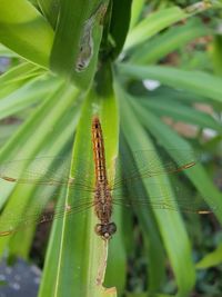 Close-up of insect on leaf