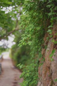 Plants growing in forest