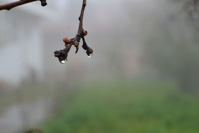 Close-up of berries growing on tree