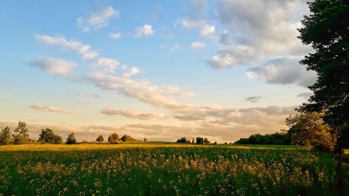 Scenic view of field against sky