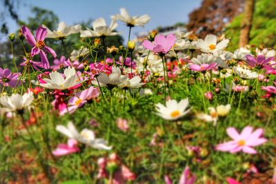 Close-up of flowers blooming in field