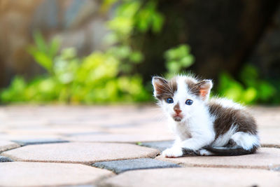 Close-up portrait of cat