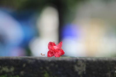 Close-up of red hibiscus flower