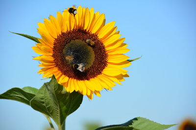 Close-up of honey bee pollinating on sunflower 