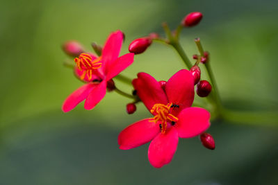 Close-up of red flowering plant