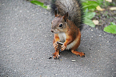 Close-up of squirrel eating food