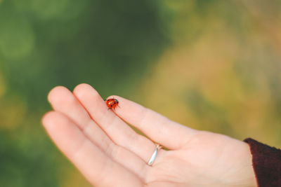 A ladybug is crawling on a hand on a blurred green background, close up