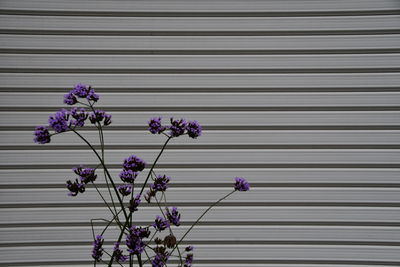 Close-up of purple flowering plants