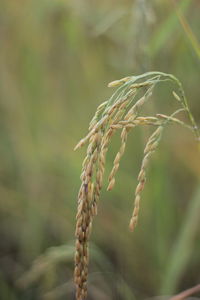 Close-up of plant growing on field