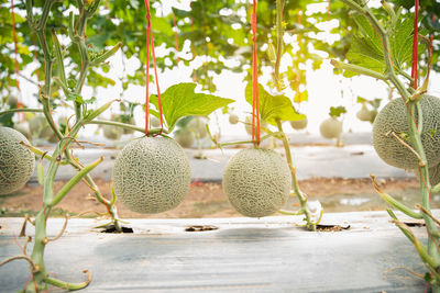 Close-up of fruits hanging on tree against plants