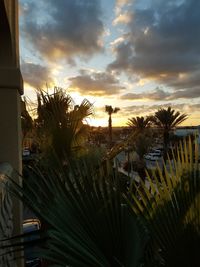 Close-up of palm tree against sunset sky