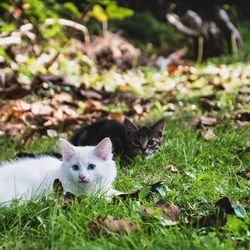 Portrait of kittens on grass