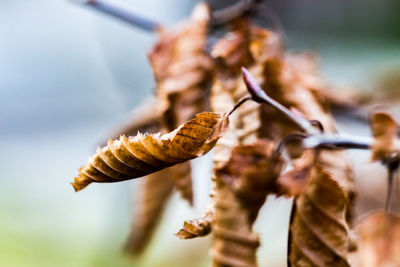 Close-up of bee on plant