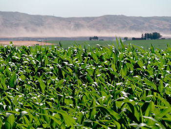 Close-up of fresh green landscape against sky