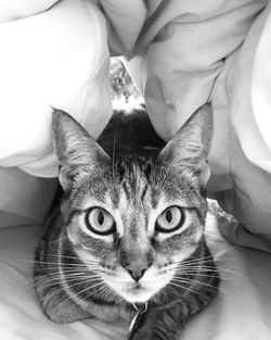 Portrait of cat sitting on bed at home